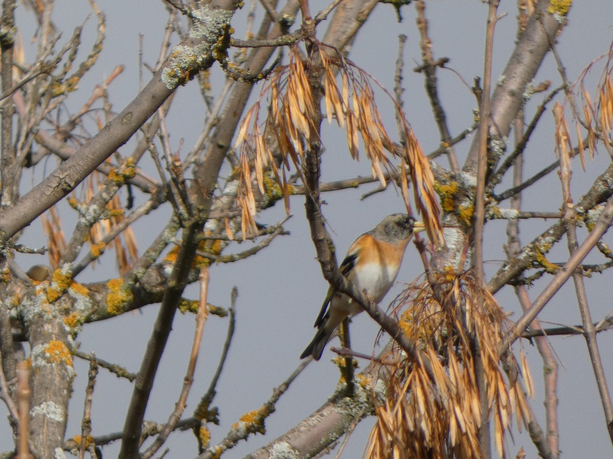 Brambling - ML646591285