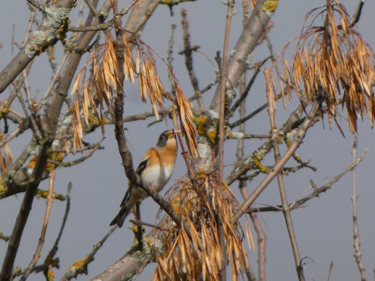 Brambling - ML646591286