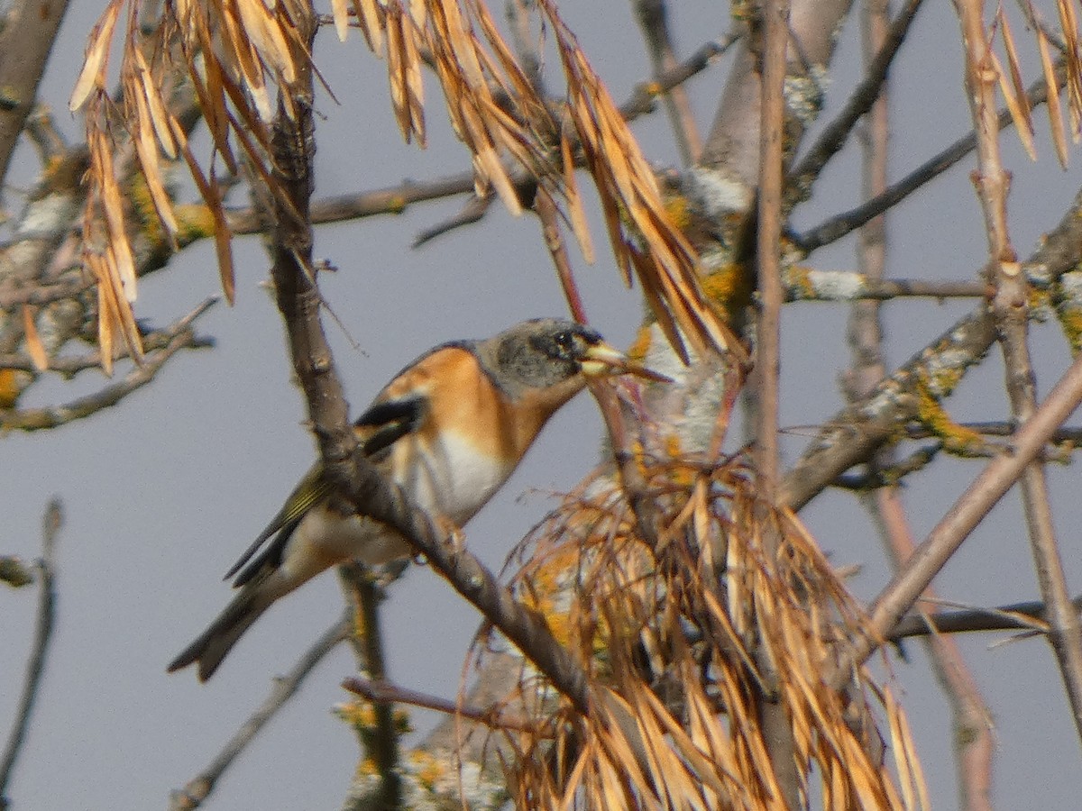 Brambling - ML646591287