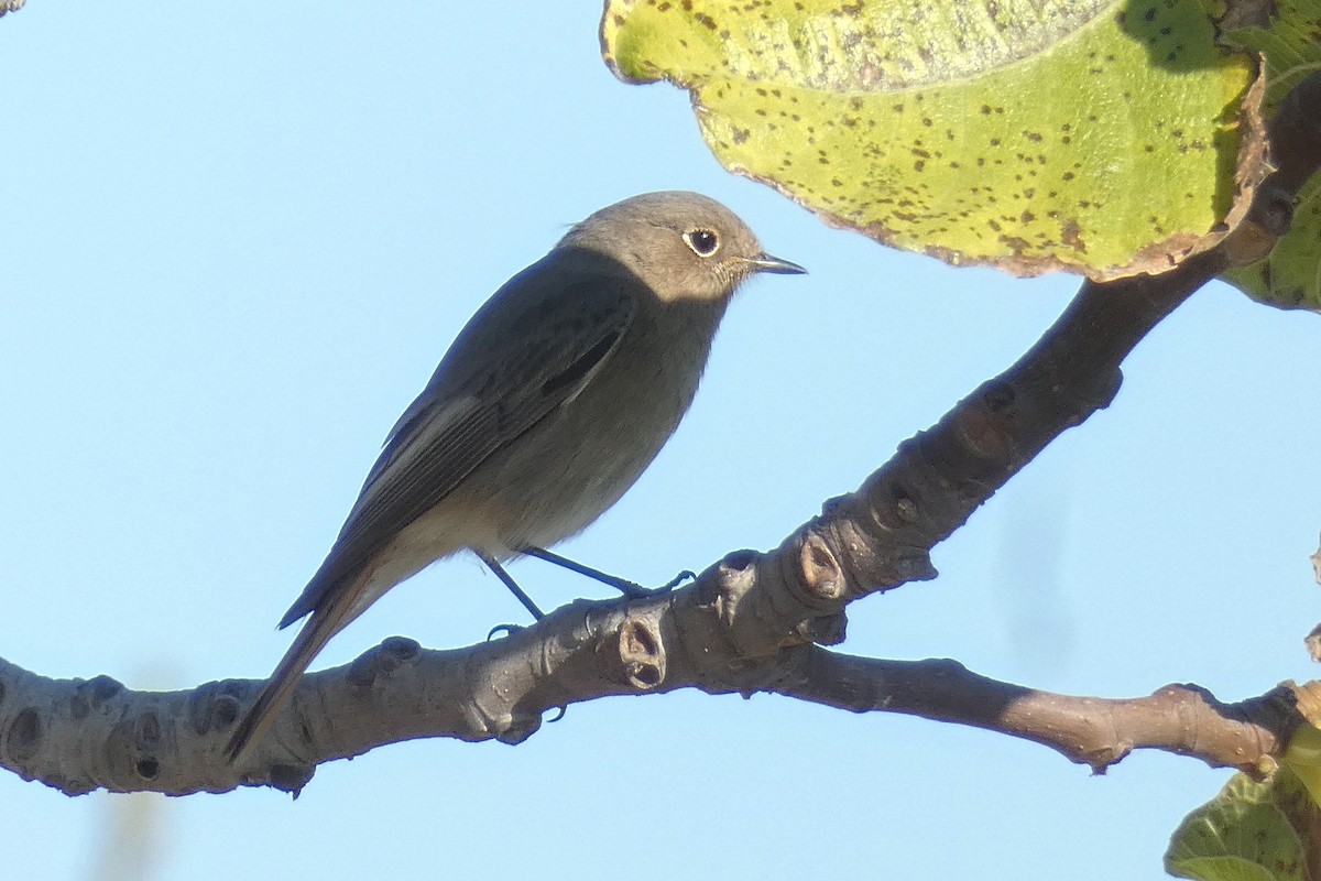 クロジョウビタキ - ML646591288