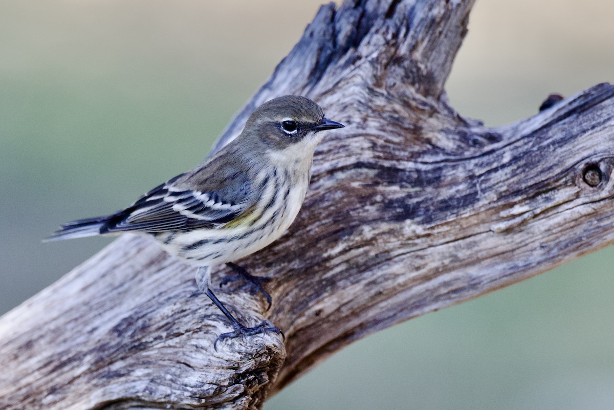 Yellow-rumped Warbler - ML646591289