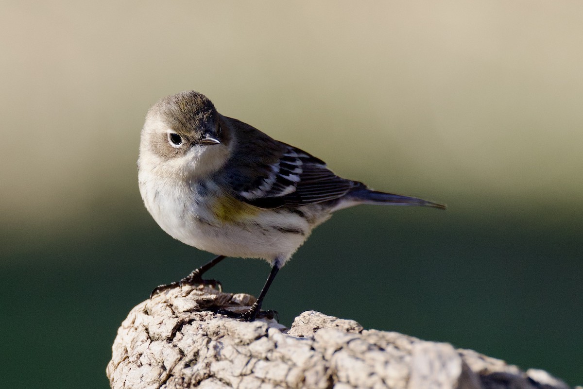 Yellow-rumped Warbler - ML646591290