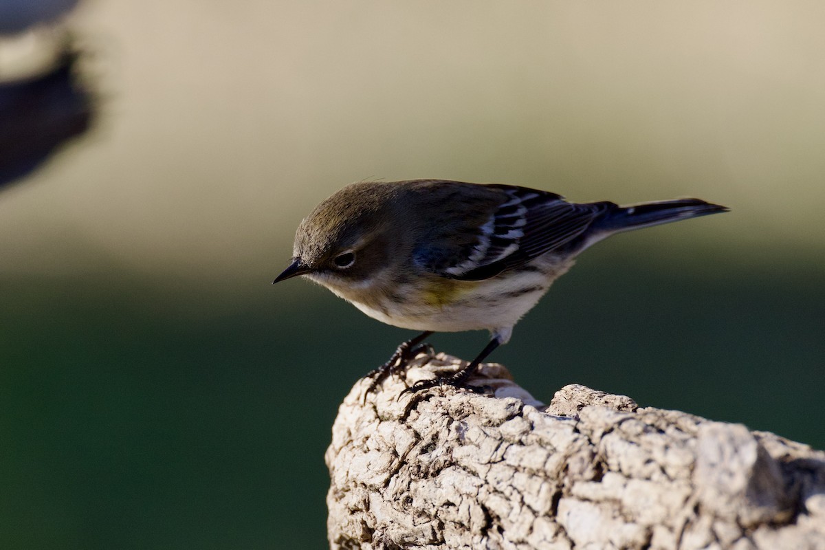 Yellow-rumped Warbler - ML646591291