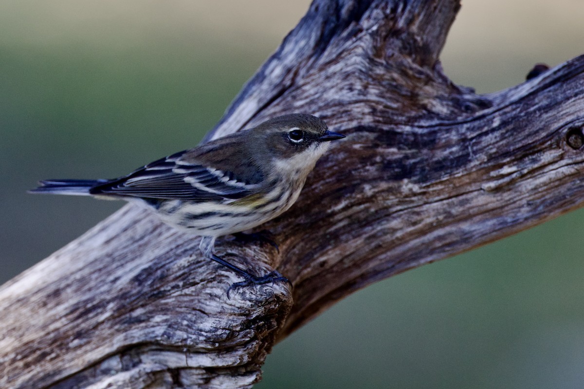 Yellow-rumped Warbler - ML646591292