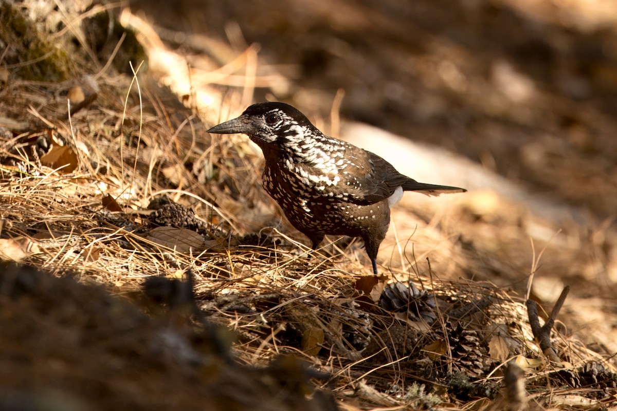 Southern Nutcracker - ML646591293