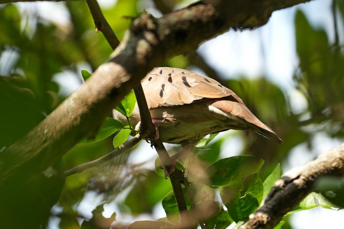 Талпакоті коричневий - ML646591295
