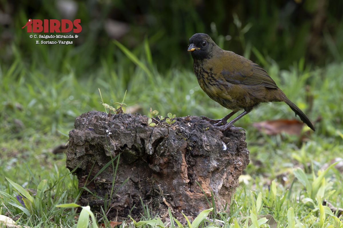 オオアシシトド - ML646591300