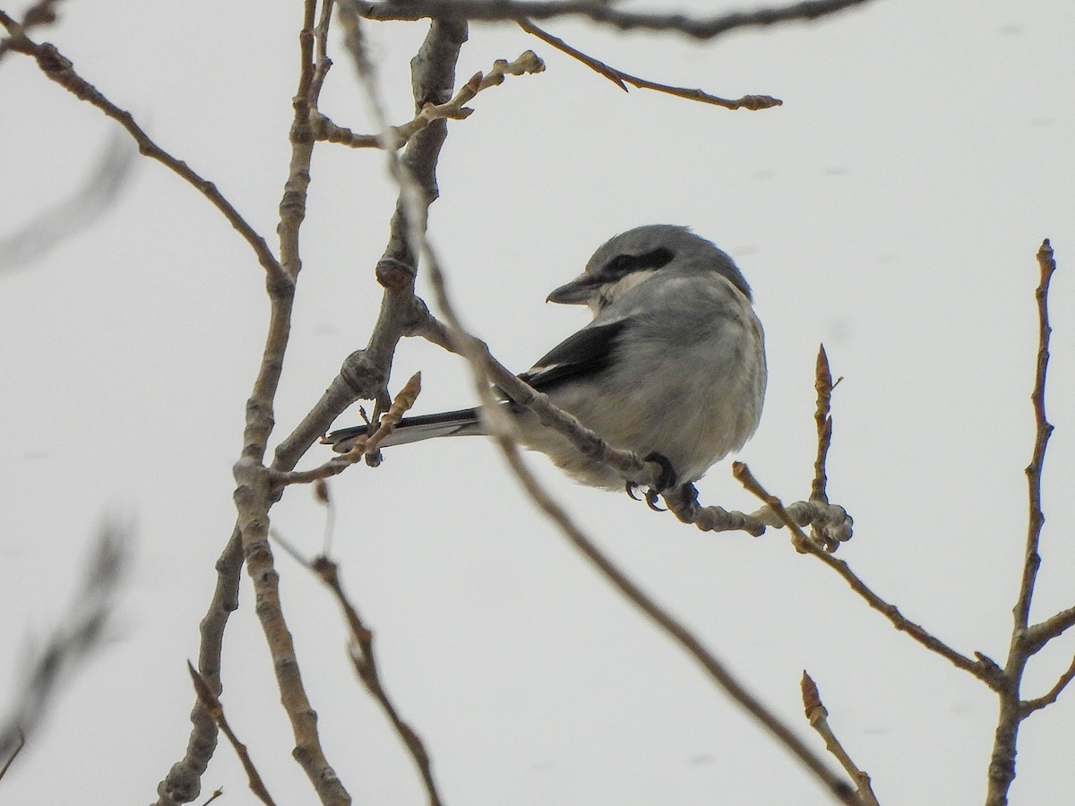 Taigaraubwürger - ML646591301