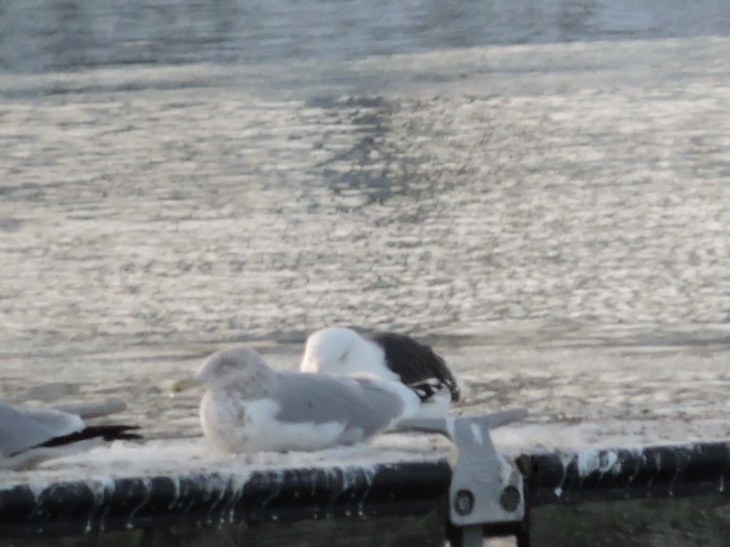 Büyük Kara Sırtlı Martı - ML646591302