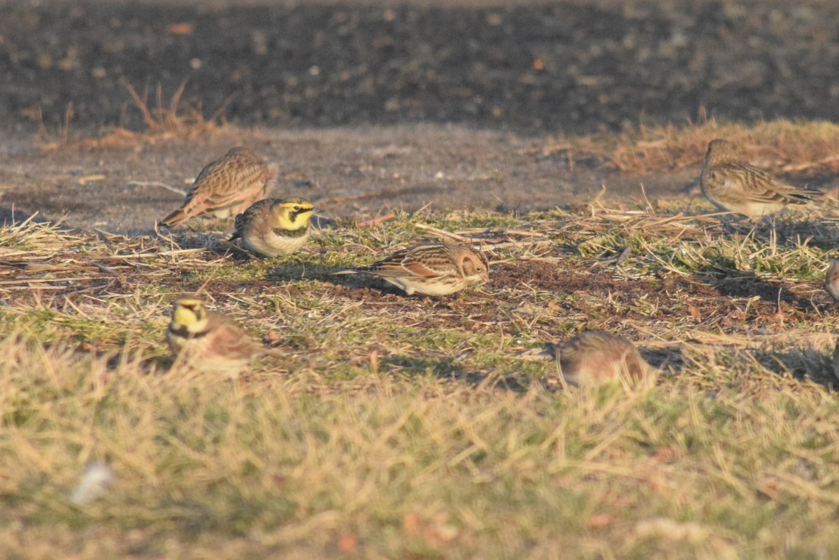 Lapland Longspur - ML646591303