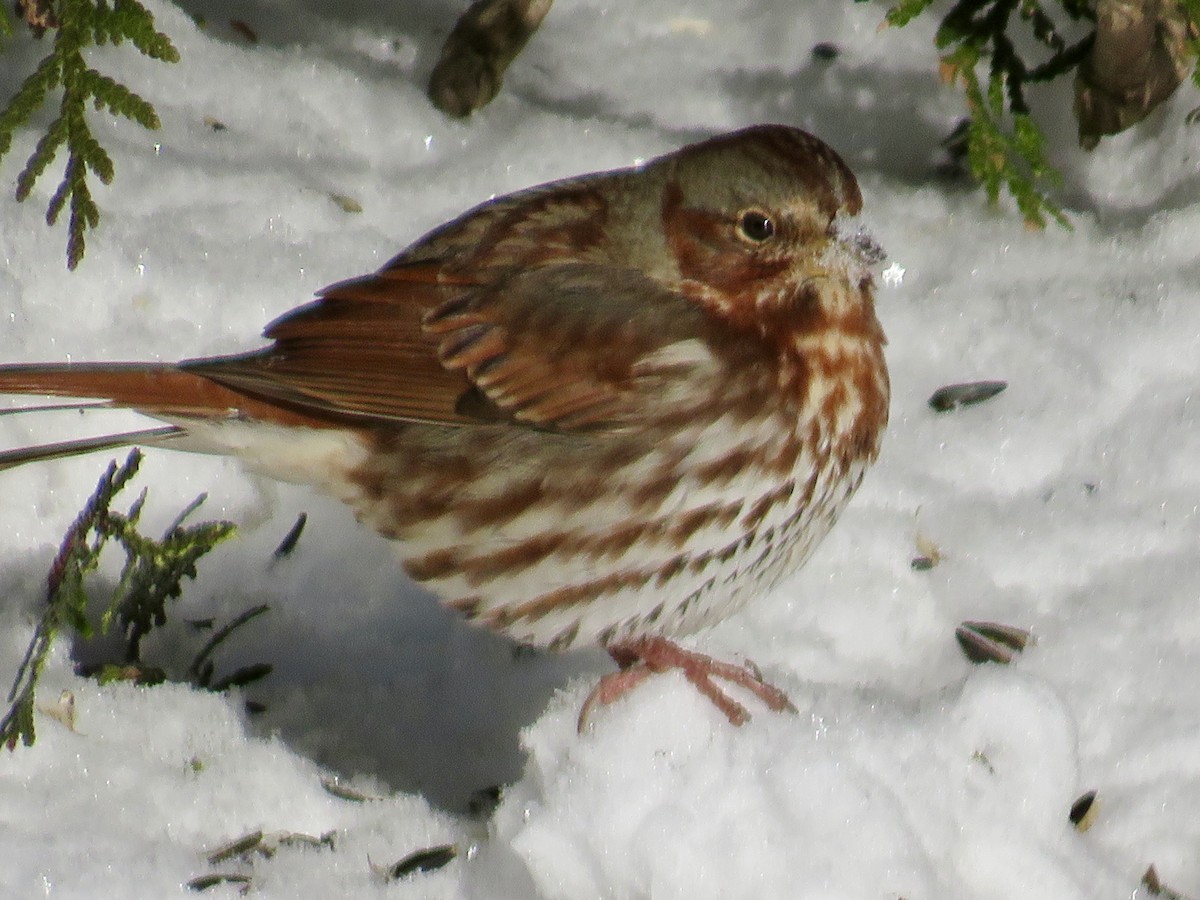 Fox Sparrow - ML646591307