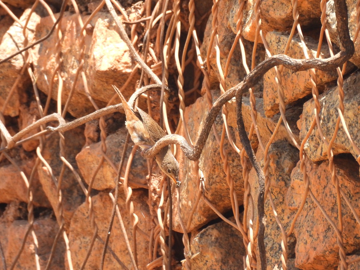 Southern House Wren - ML646591309