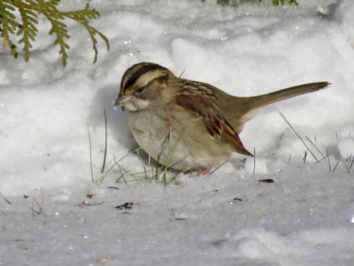 White-throated Sparrow - ML646591310