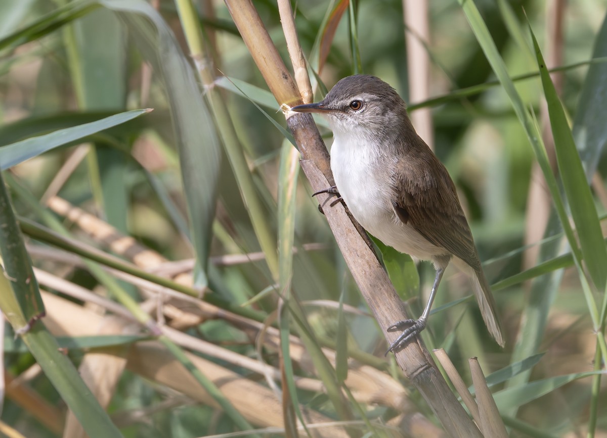 rákosník jižní - ML646591311