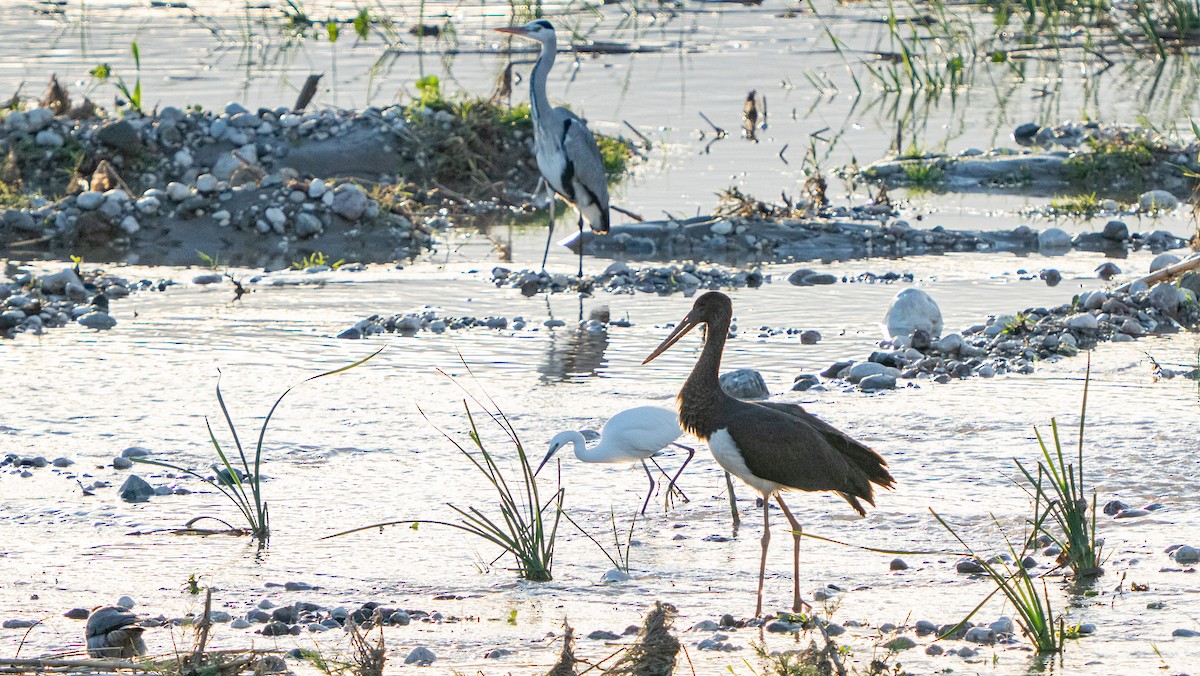 Black Stork - ML646591312