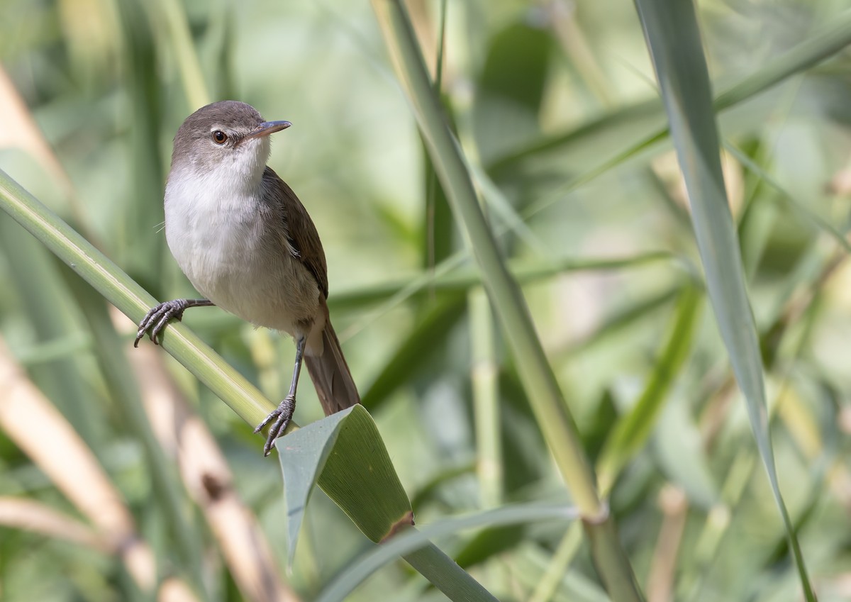 rákosník jižní - ML646591314