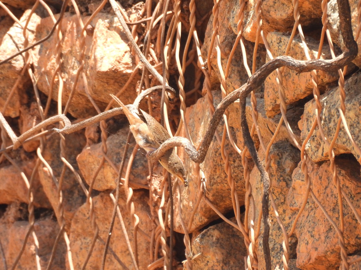 Southern House Wren - ML646591315