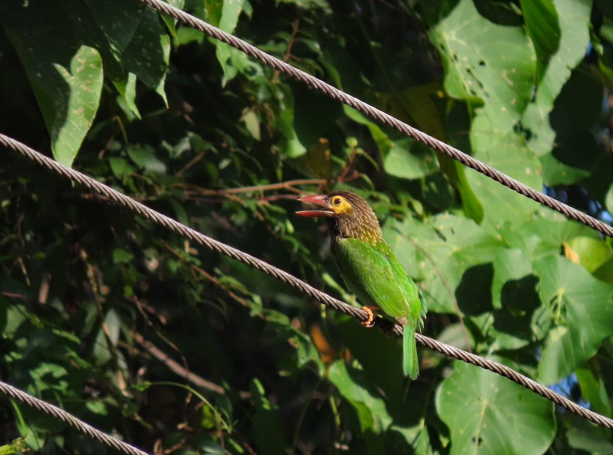 Brown-headed Barbet - ML646591316