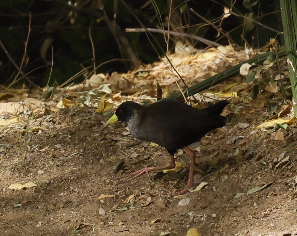 chřástal žlutozobý - ML646591320