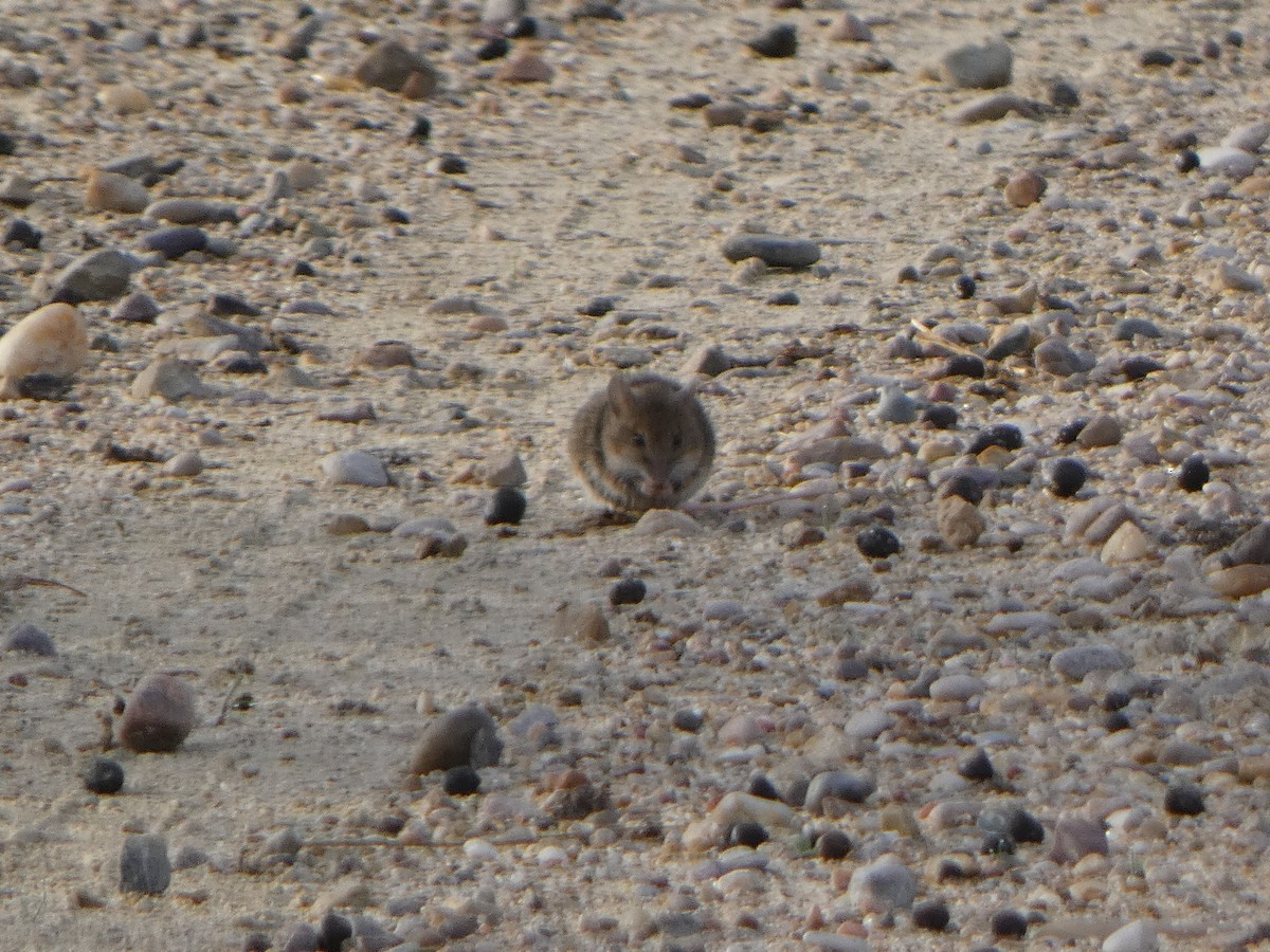 European Wood Mouse - ML646591321