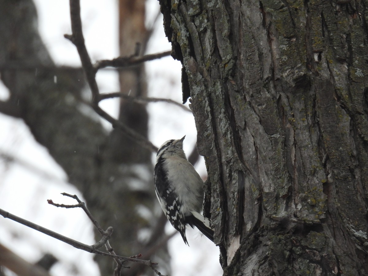 dunspett (pubescens/medianus) - ML646591326