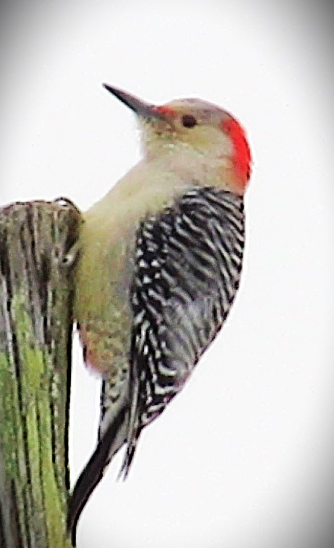Red-bellied Woodpecker - ML646591327
