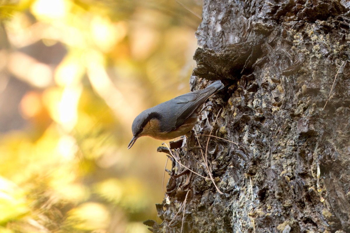 Chestnut-vented Nuthatch - ML646591329