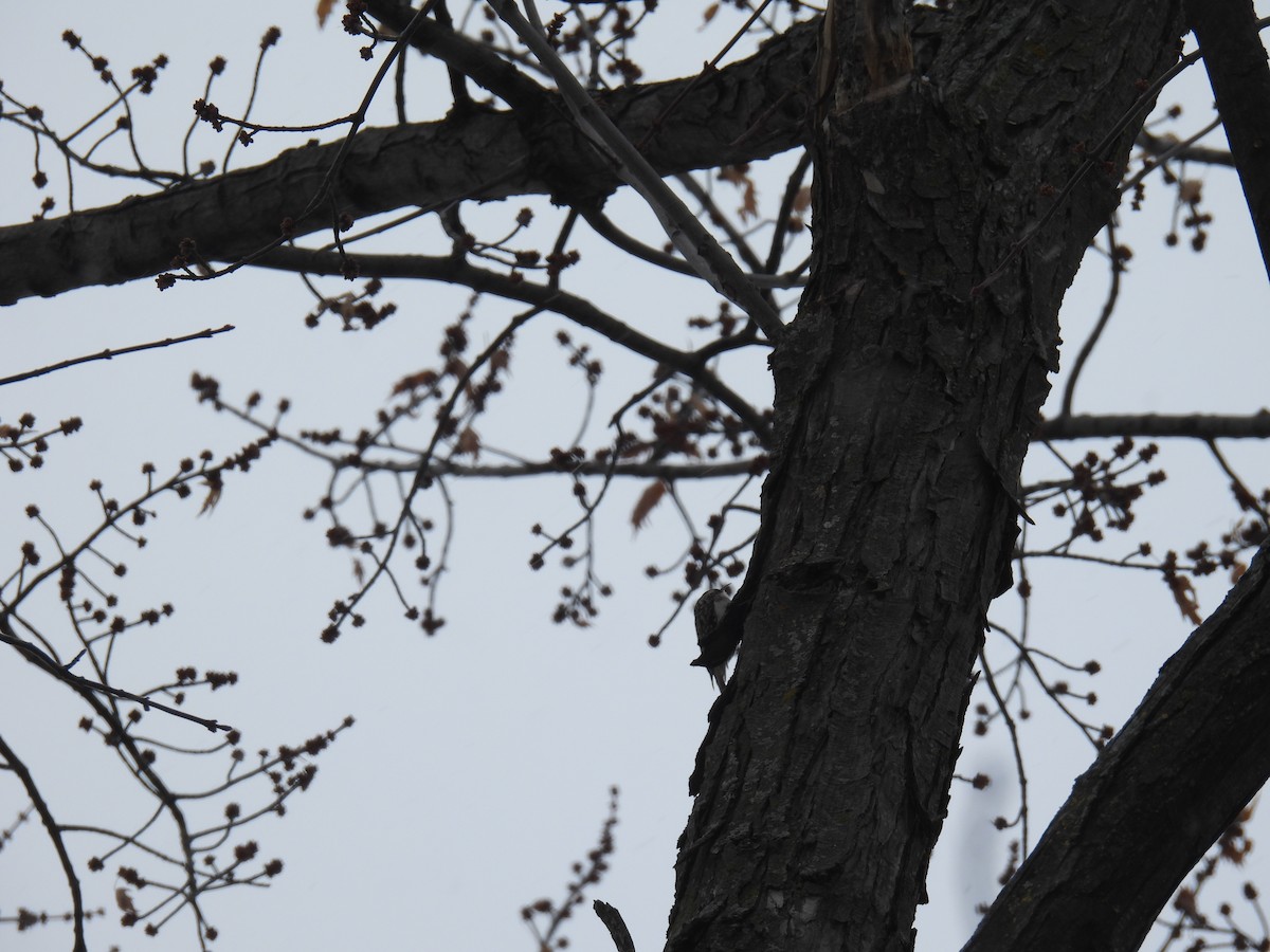 amerikatrekryper - ML646591331