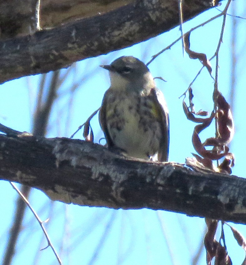 Yellow-rumped Warbler - ML646591333