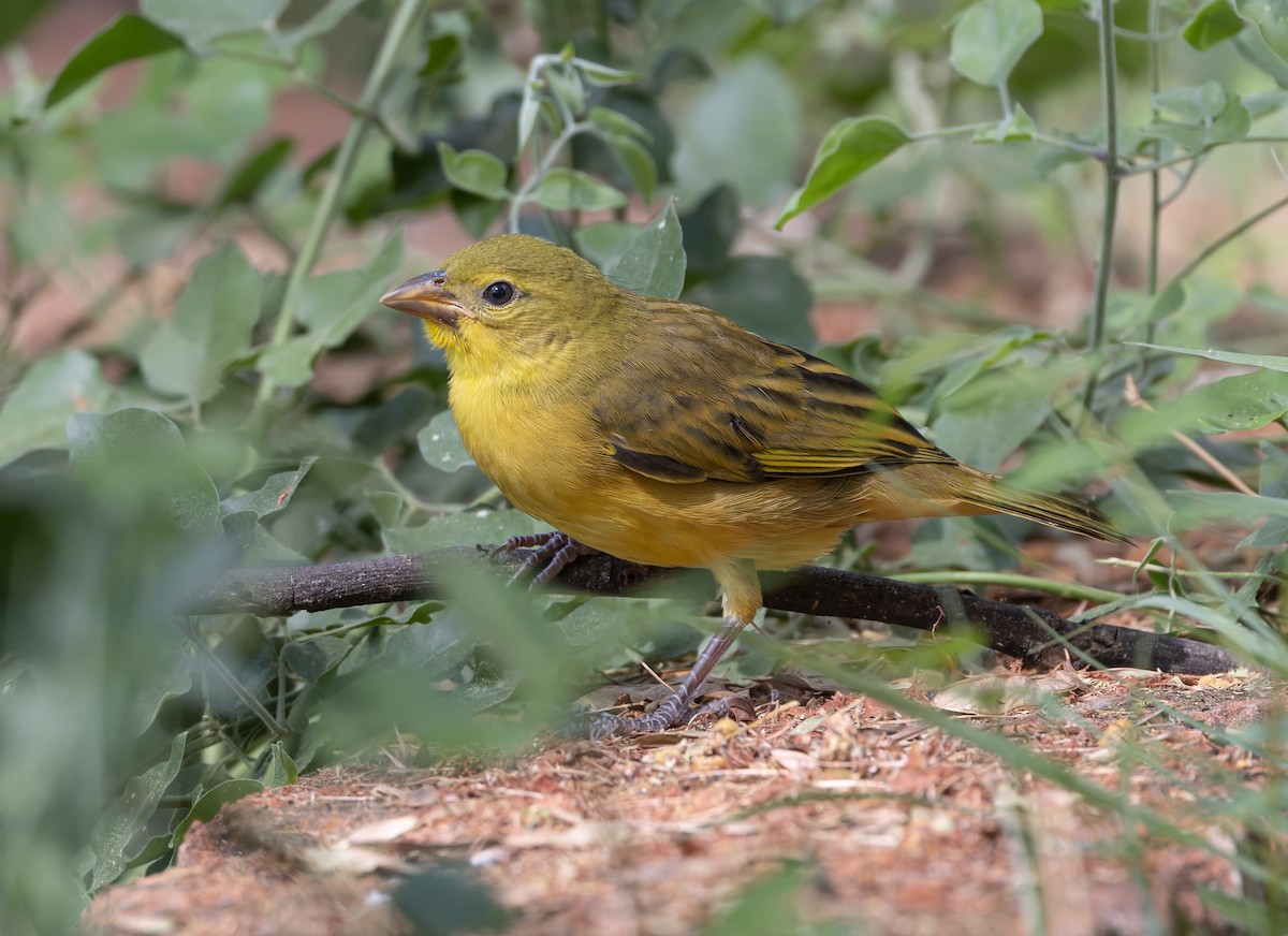 Holub's Golden-Weaver - ML646591340