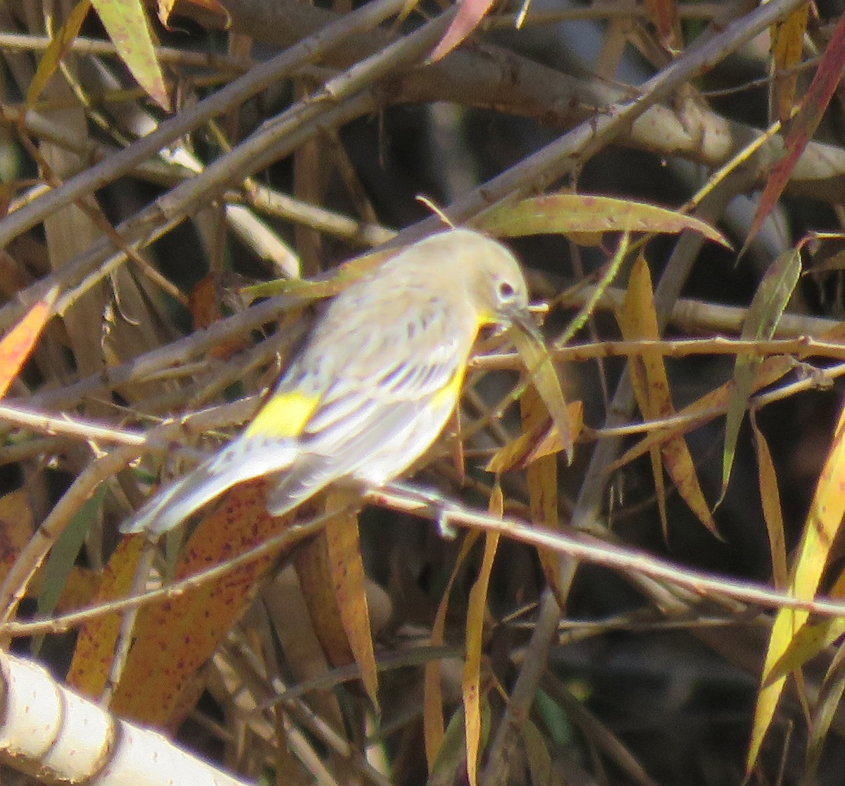 Yellow-rumped Warbler - ML646591341