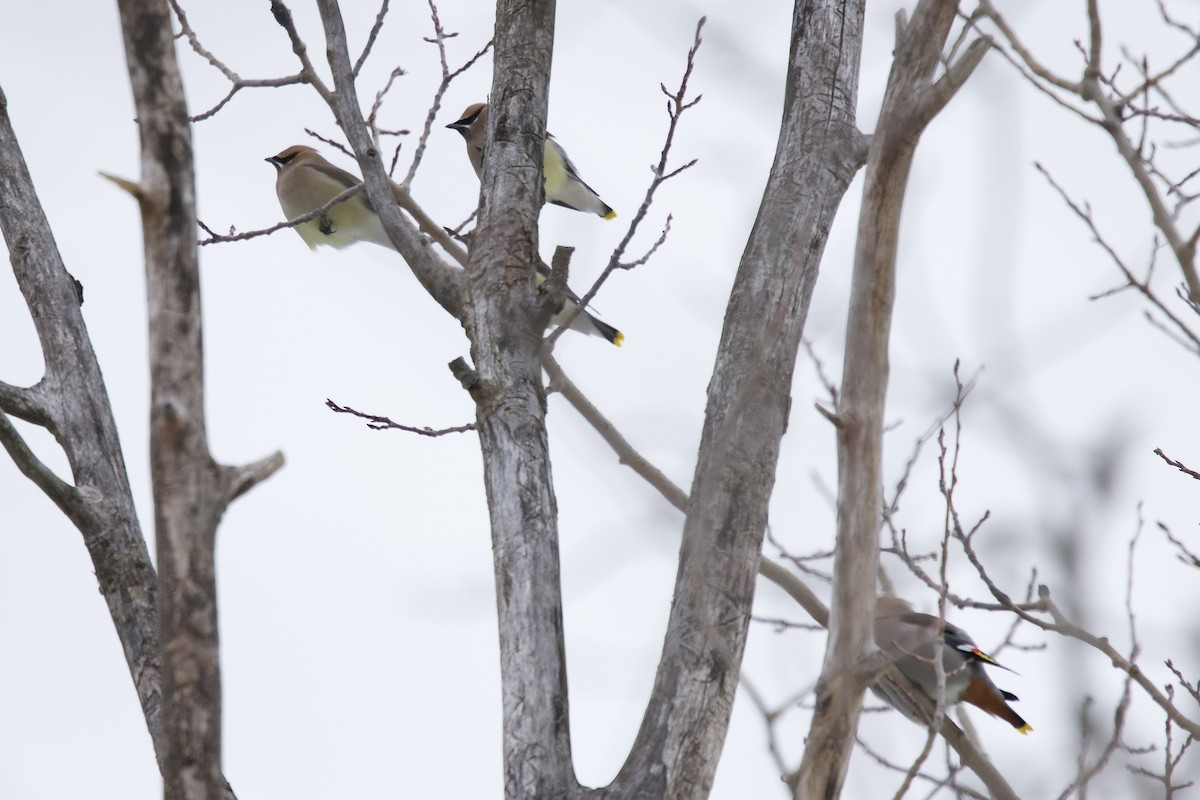 Cedar Waxwing - ML646591345