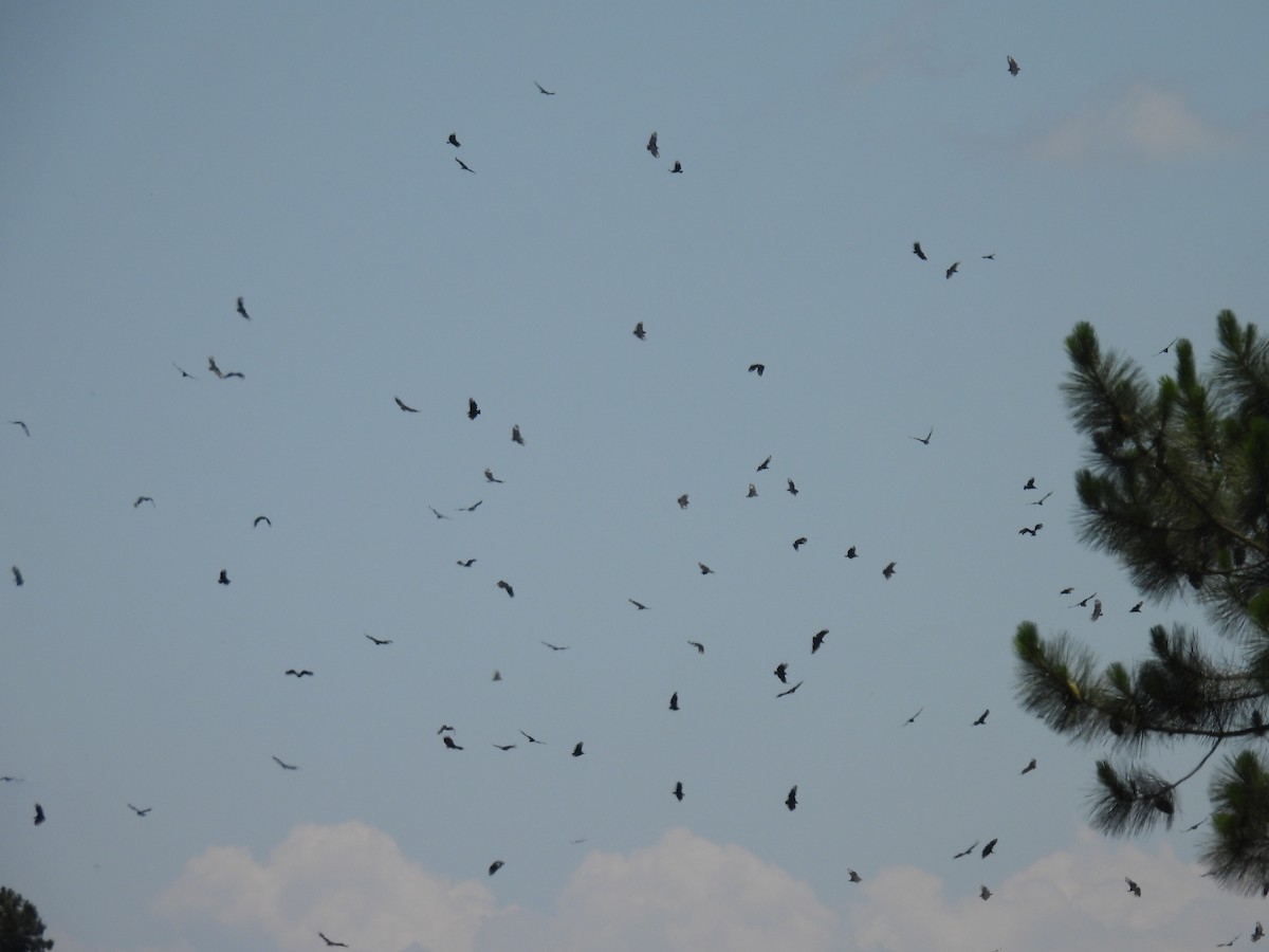 Zopilote beltza - ML646591346