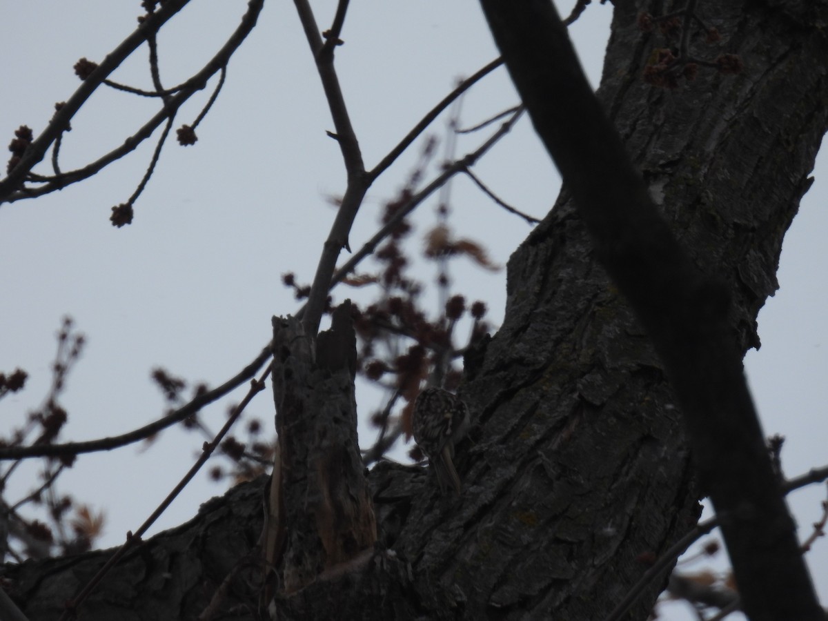 amerikatrekryper - ML646591348