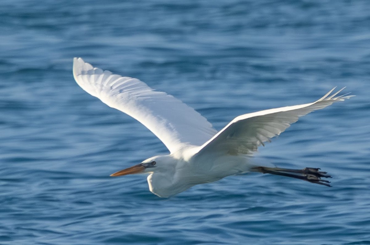 Great Egret - ML646591350