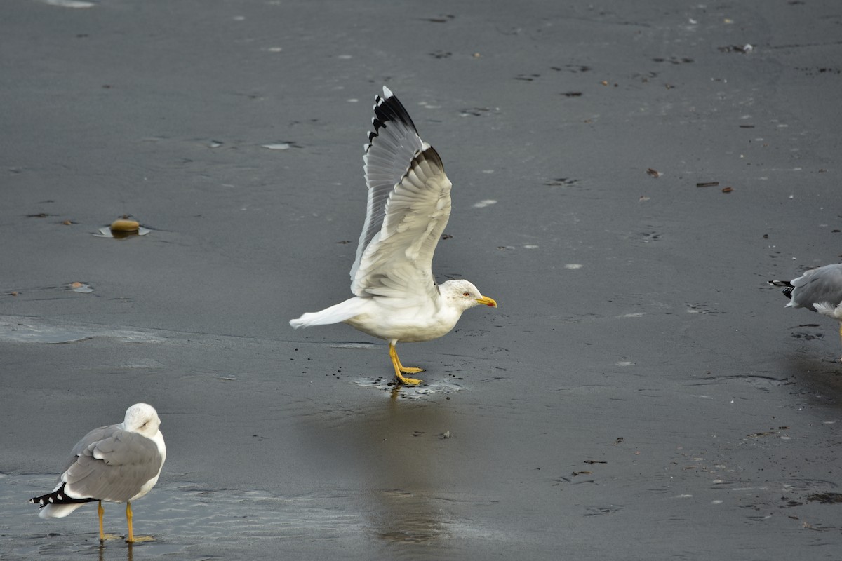 Yellow-legged Gull - ML646591354