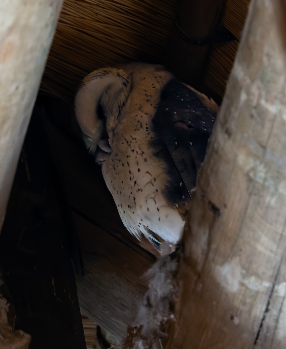 sova pálená - ML646591356