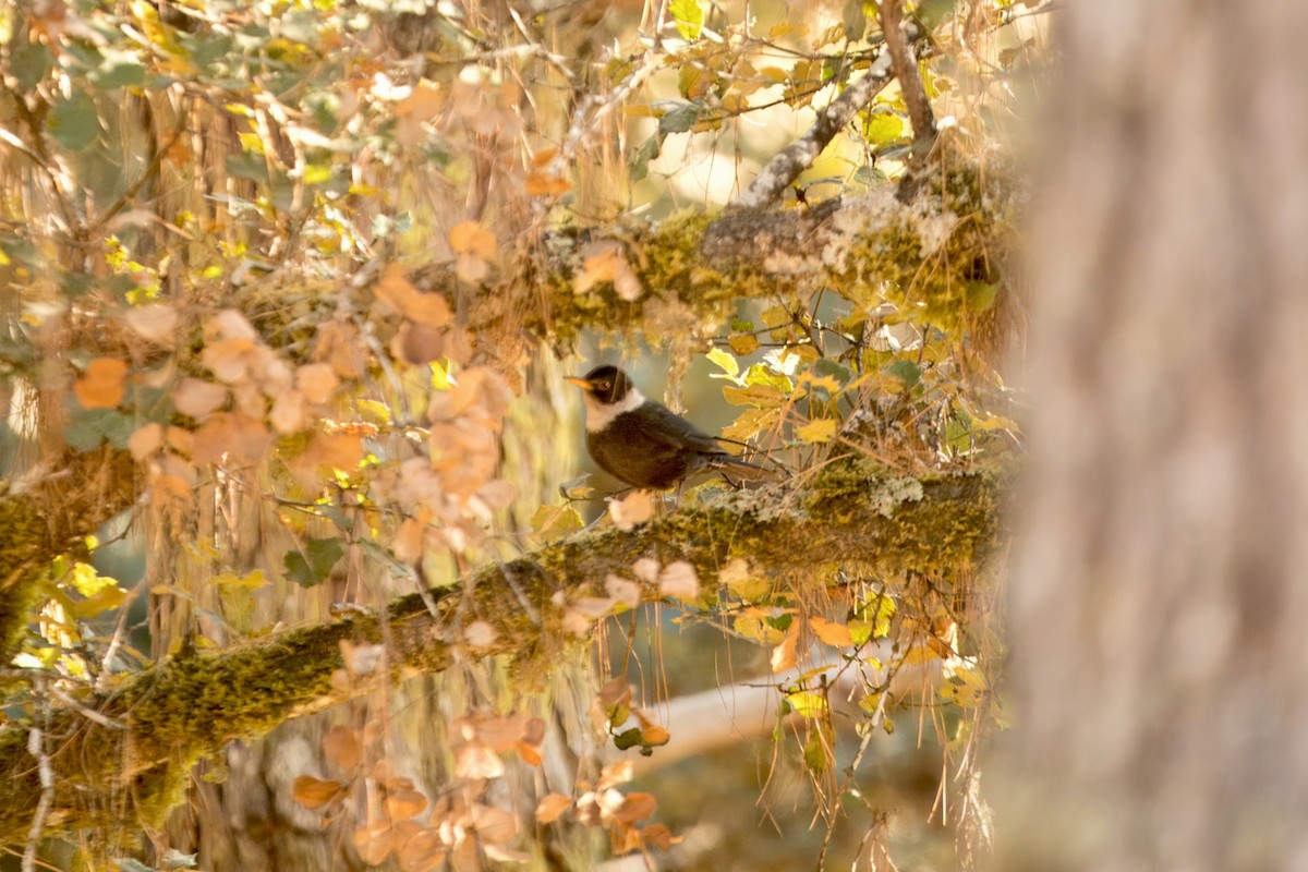 White-collared Blackbird - ML646591357