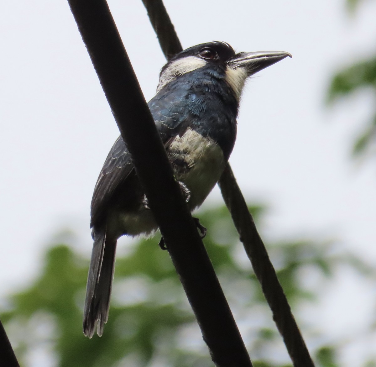 Black-breasted Puffbird - ML646591359