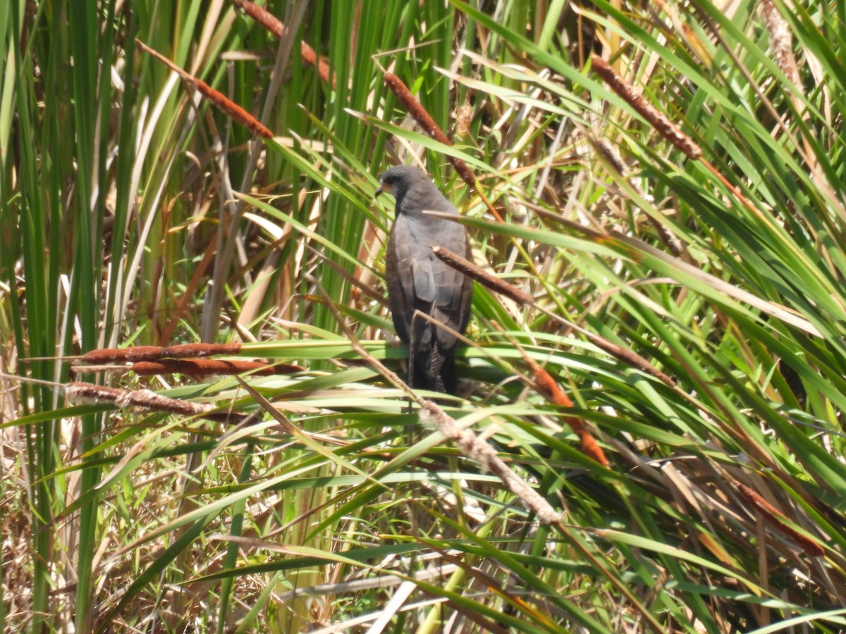 Snail Kite - ML646591372