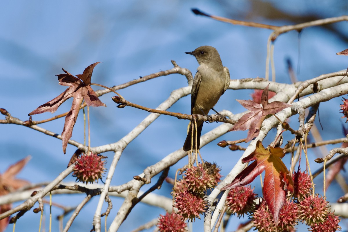 Say's Phoebe - ML646591373