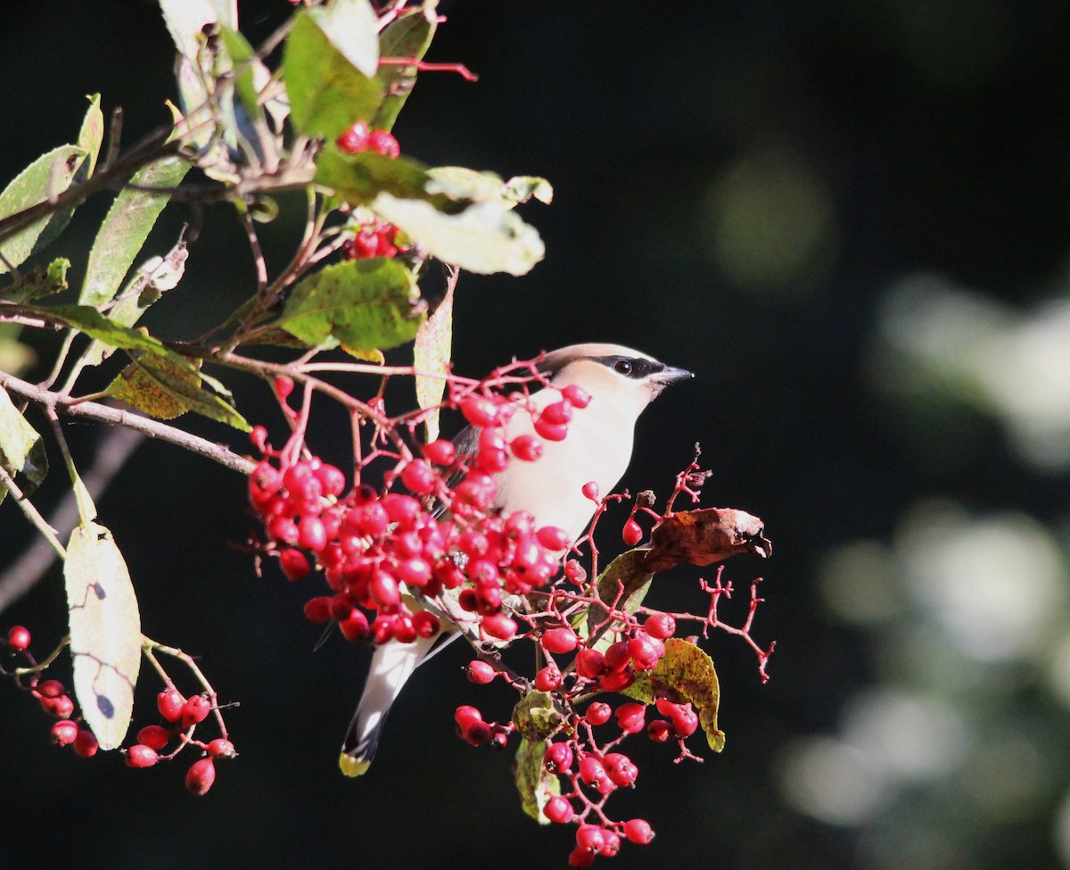 Cedar Waxwing - ML646591374