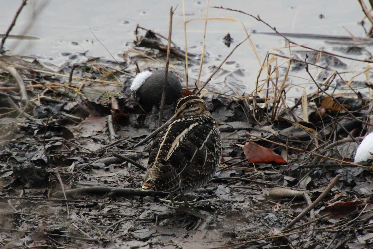 Wilson's Snipe - ML646591375