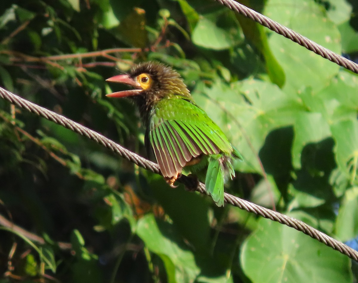 Brown-headed Barbet - ML646591378