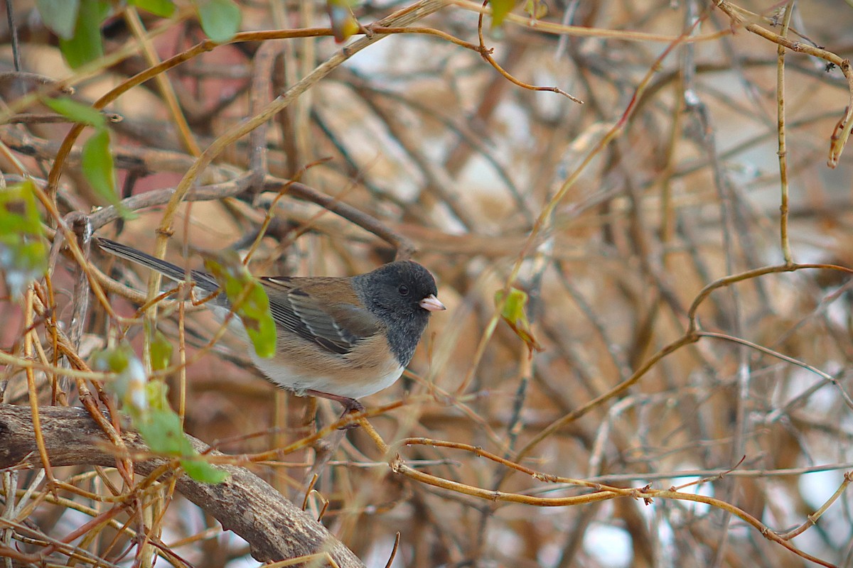 Dark-eyed Junco - ML646591379
