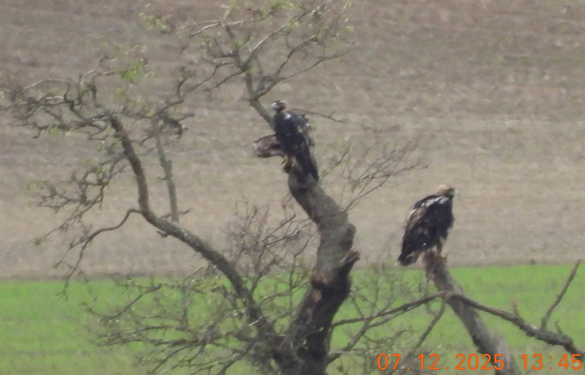 Aquila imperiale iberica - ML646591380