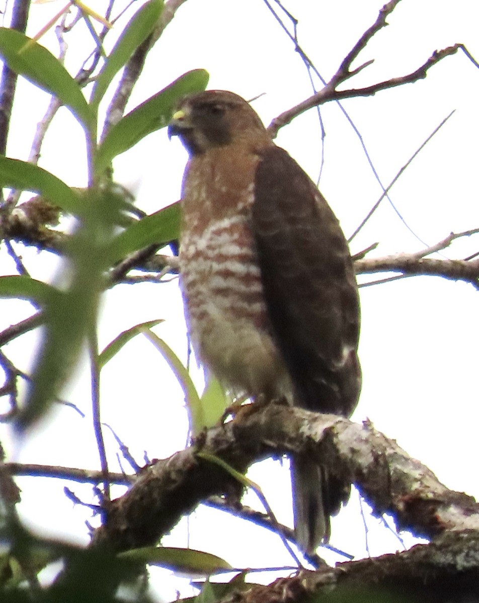 Канюк ширококрилий - ML646591384