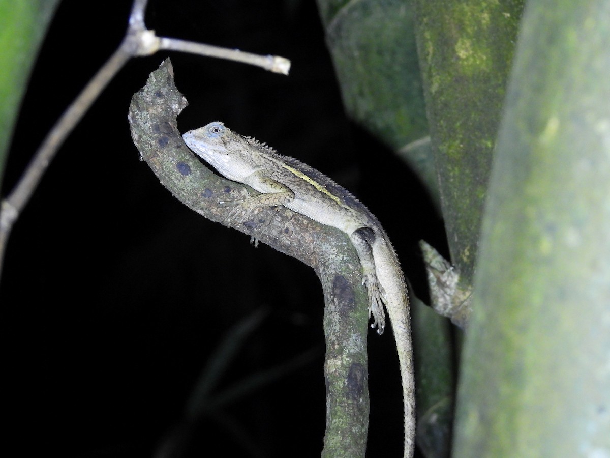 Animals - ML646591385