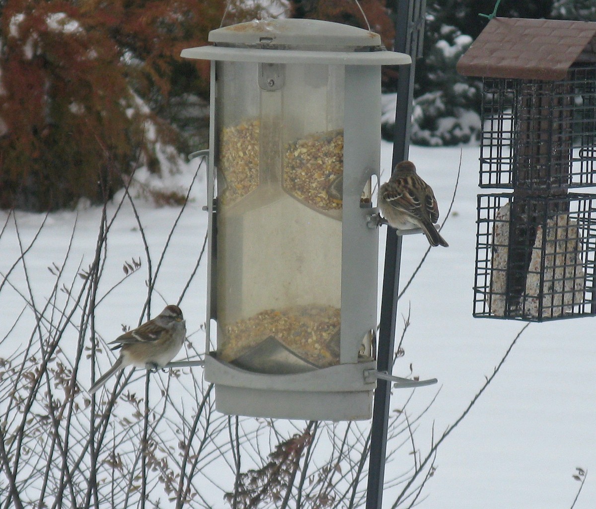 American Tree Sparrow - ML646591386