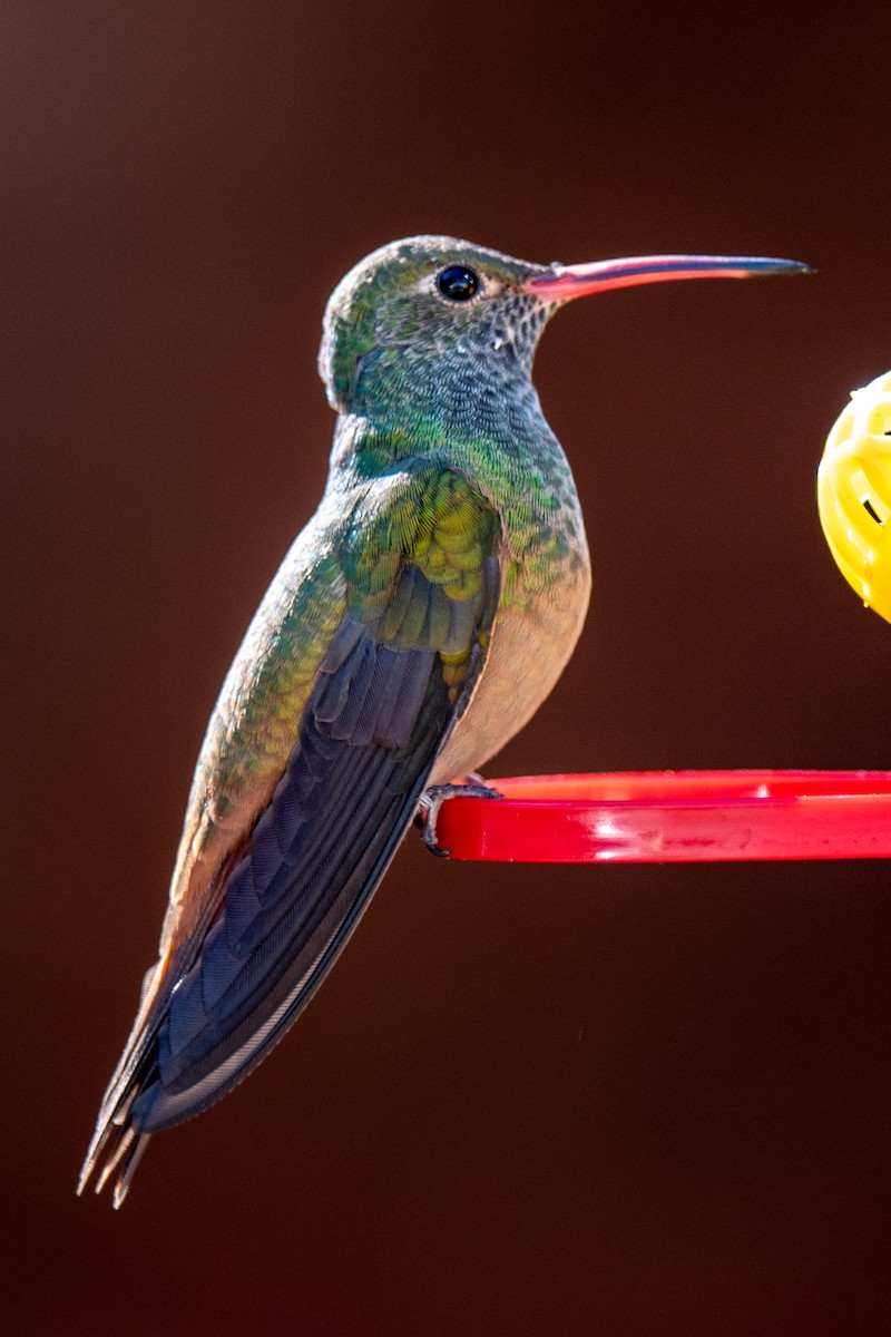 Buff-bellied Hummingbird - ML646591387